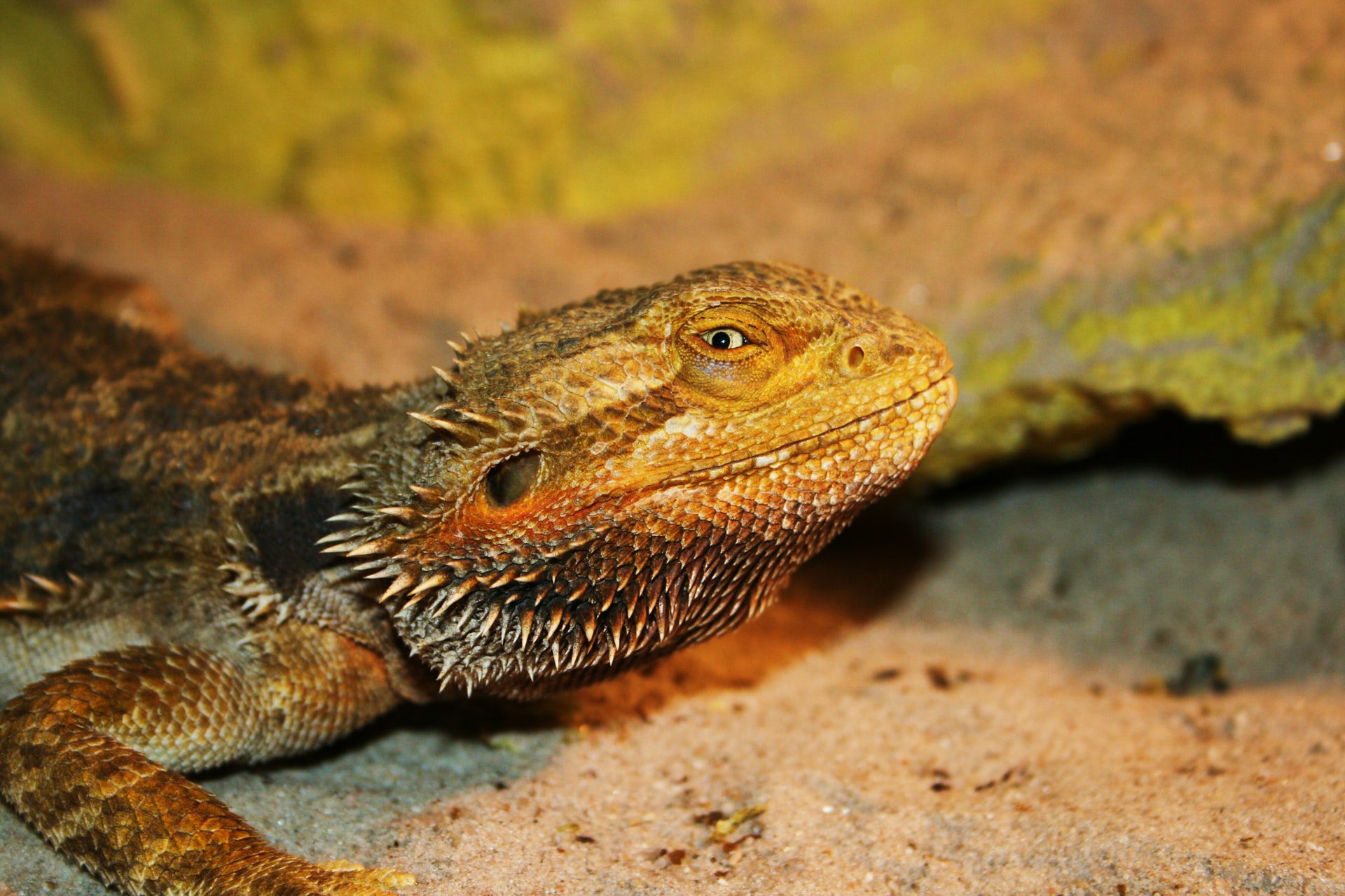 Top Five Most Common Types Of Pet Lizards Pets And Animals Tips