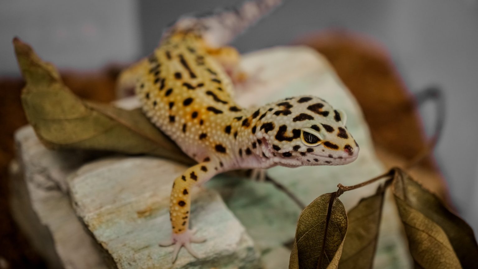 Top Five Most Common Types of Pet Lizards | Pets and Animals Tips